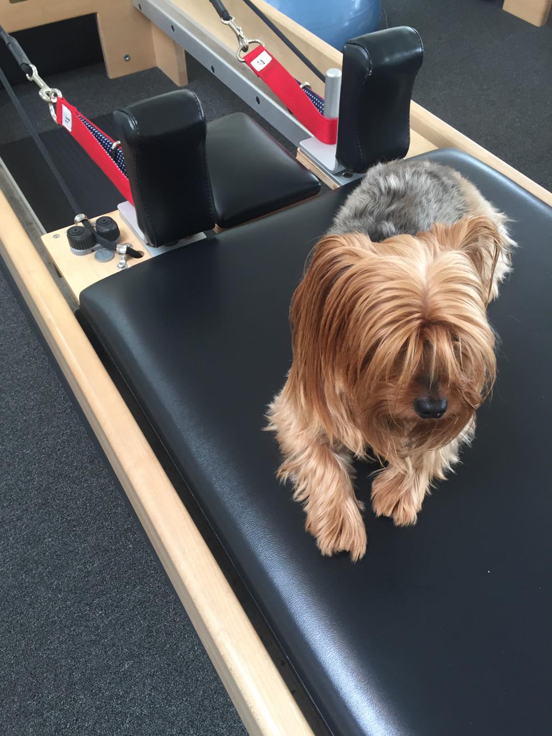 Whose hands & feet have been in those Pilates straps?