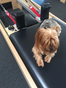 Whose hands & feet have been in those Pilates straps?